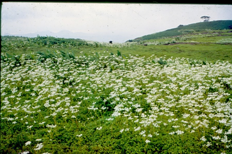 Anjeneri