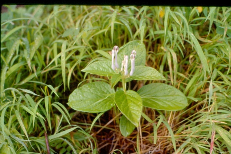Anjeneri