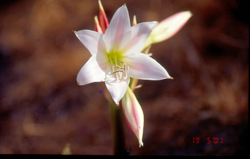 Anjeneri