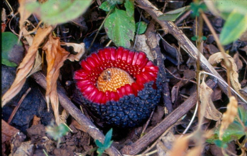 Anjeneri