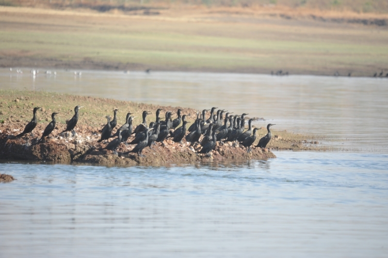 gangapur-dam