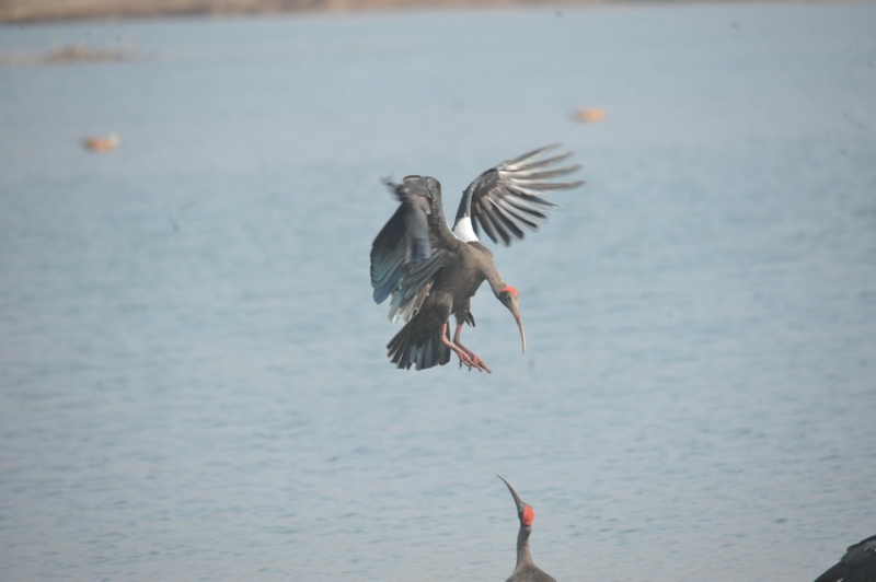 gangapur-dam
