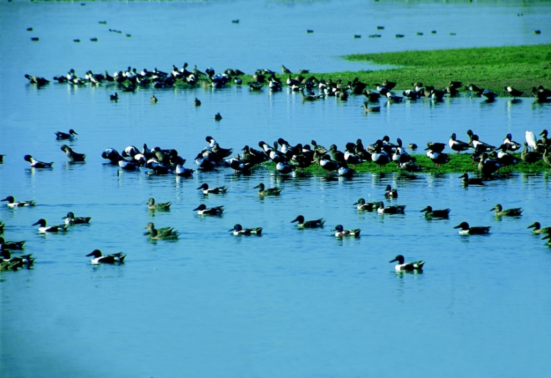 gangapur-dam