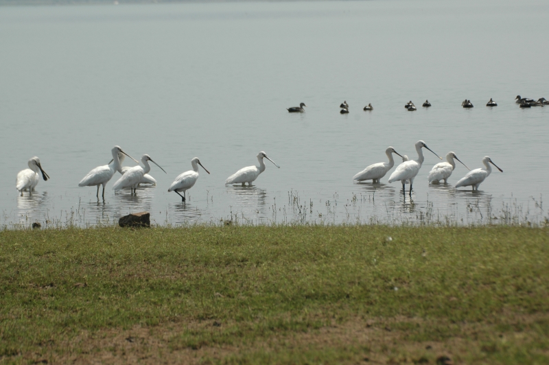 gangapur-dam