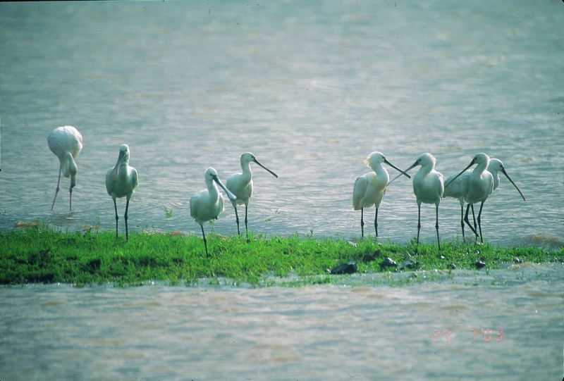 gangapur-dam