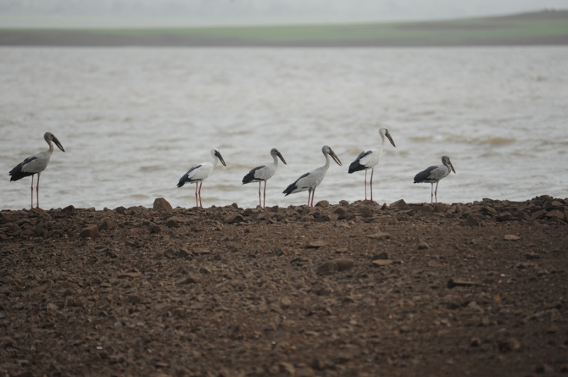 gangapur-dam