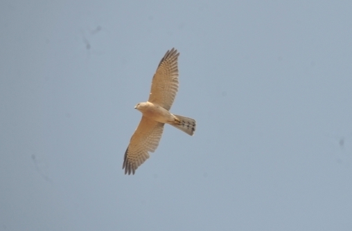 grassland-birds