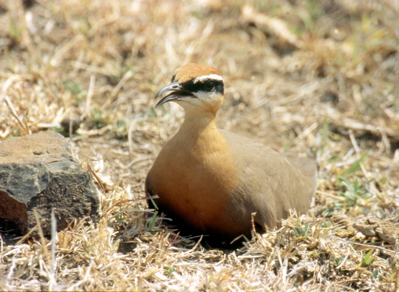 Grassland