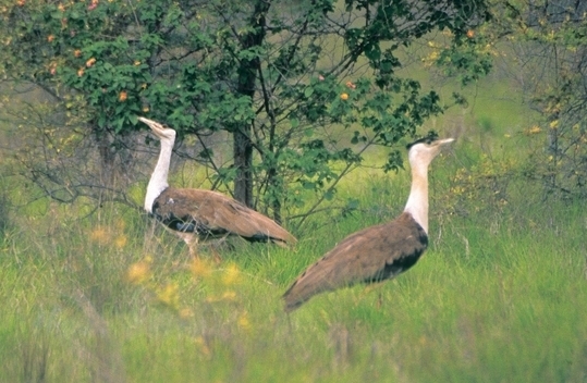 grassland-birds