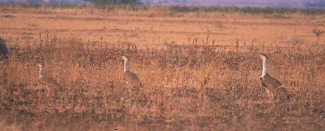 grassland-birds