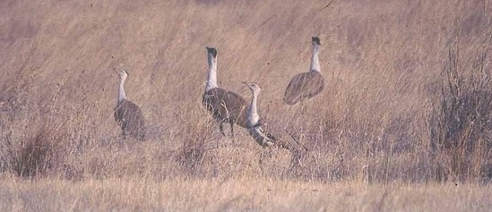 grassland-birds