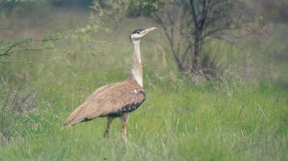 grassland-birds