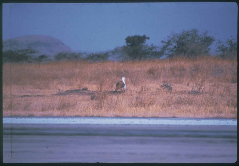 grassland-birds