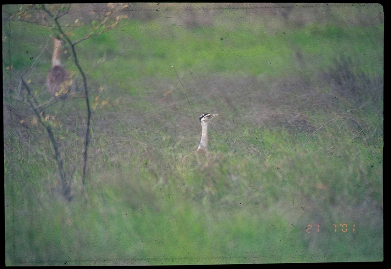 grassland-birds