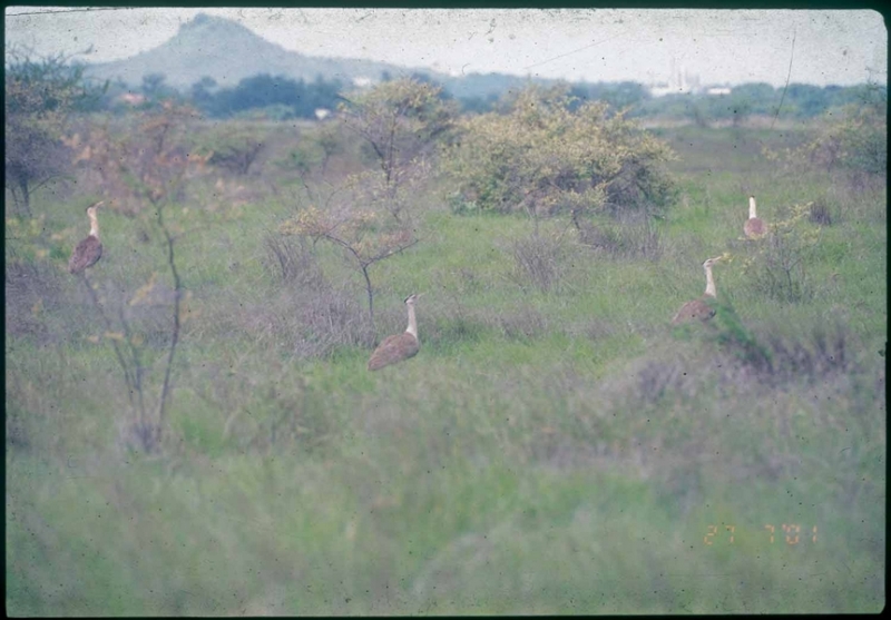 grassland-birds