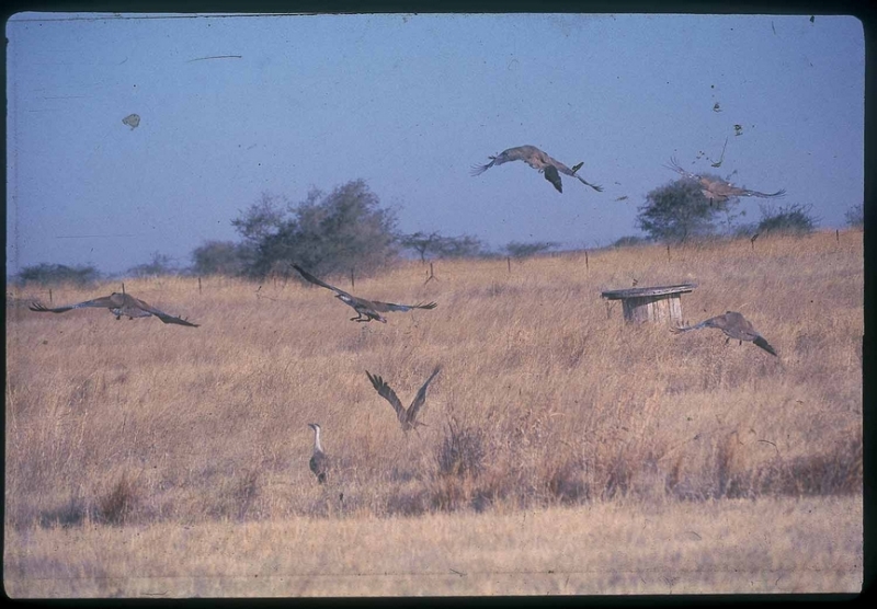 grassland-birds
