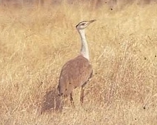 grassland-birds