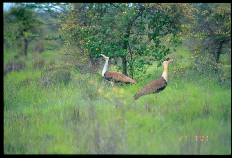grassland-birds