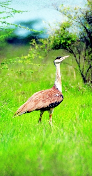 grassland-birds