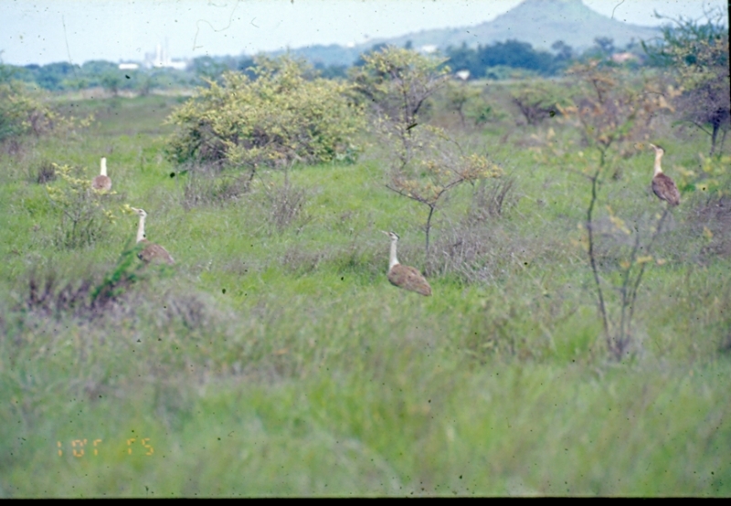 grassland-birds