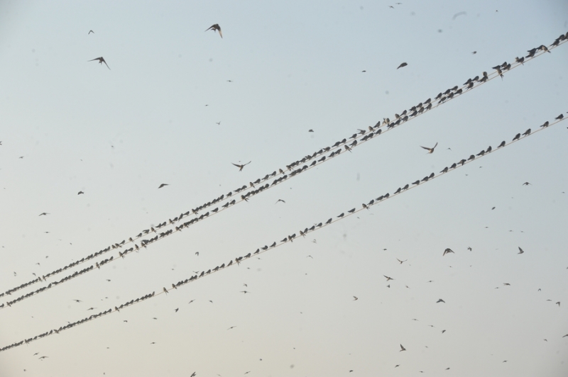 grassland-birds