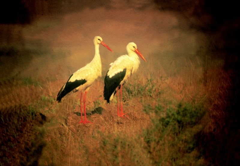 Nandur Madhyemeshwar