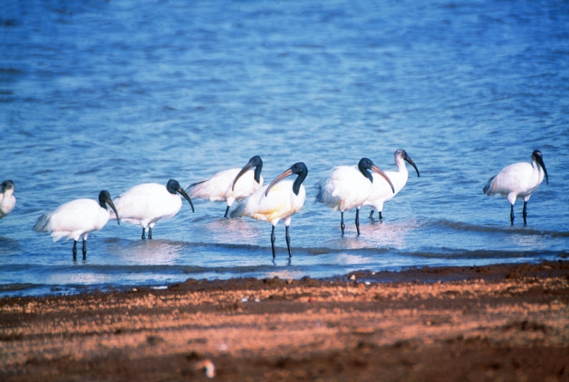 Wetland